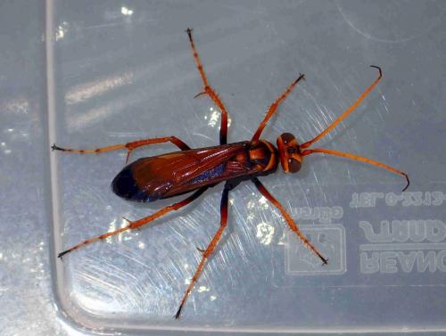 Hemipepsis sp.